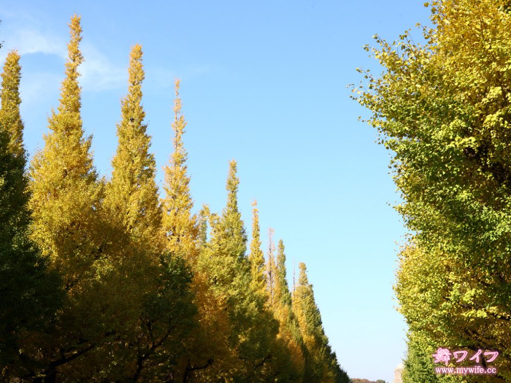 mywife 269小川麻穂[45P]