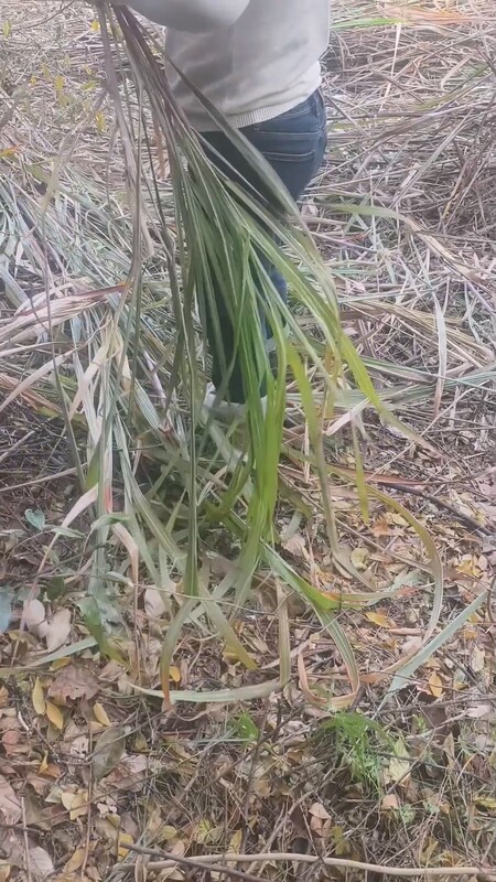 媽媽在山上砍柴檢柴火 看著大屁股扭來興致了 在山上操逼回歸動物的野性 內射汁液逼裡淌出精液[MP4/1.12G]